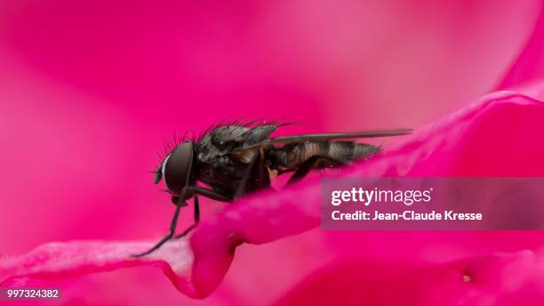 resting thy wings - kresse stockfoto's en -beelden