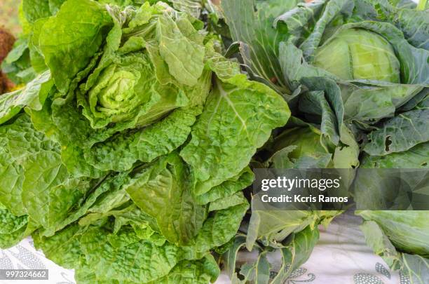 cloose clove of lettuce america and cabbage - rosso stock pictures, royalty-free photos & images