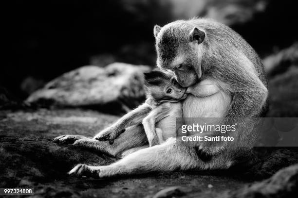 baby monkey eating milk - sanyi stock pictures, royalty-free photos & images