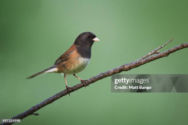 dark-eyed junco - junko stock-fotos und bilder