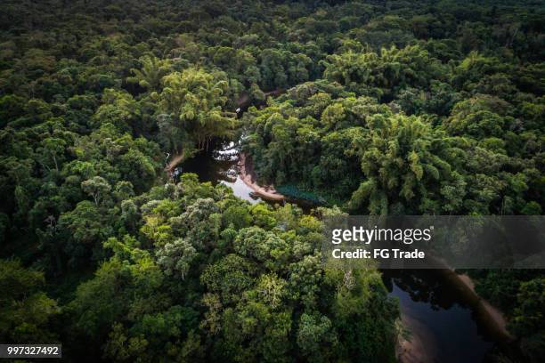 mata atlantica - atlantic forest in brazil - amazon rainforest stock pictures, royalty-free photos & images