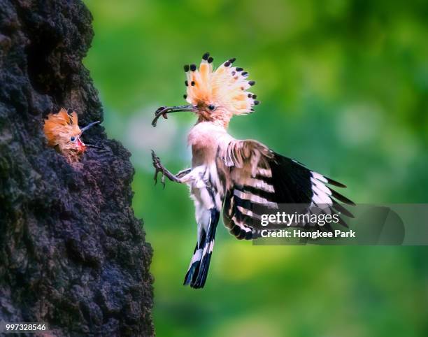 growing up - hoopoe stock pictures, royalty-free photos & images
