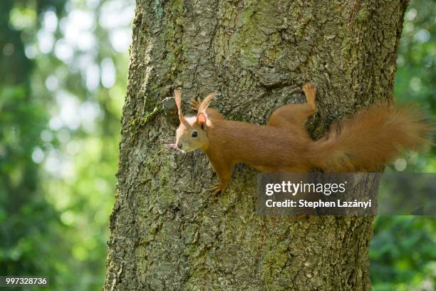 red squirrel (sciurus vulgaris) - bushy stock pictures, royalty-free photos & images