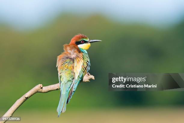 gruccione - cristiano imagens e fotografias de stock