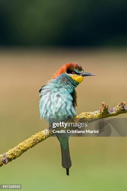 gruccione - cristiano imagens e fotografias de stock
