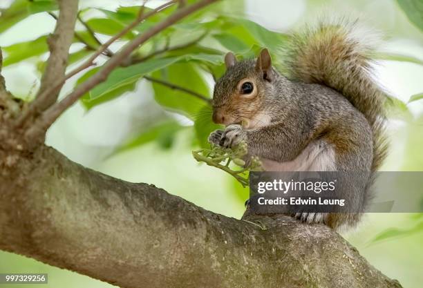 feeding squirrel - buschig stock-fotos und bilder