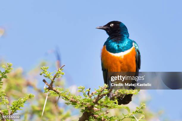 superb starling bird, lamprotornis superbus. - superb stock pictures, royalty-free photos & images