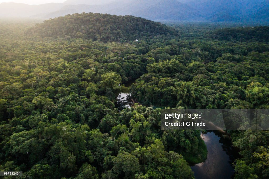 Mata Atlantica - Atlantic skog i Brasilien