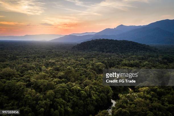 mata atlantica - atlantische bos in brazilië - brazil rainforest stockfoto's en -beelden