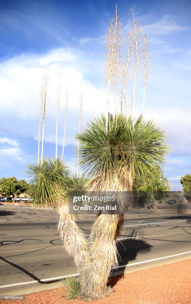 Thompson's Yucca (Yucca thompsoniana) growing near a parking lot in Arizona, USA