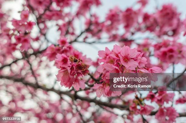 Subtle Spring Background Photos and Premium High Res Pictures - Getty ...
