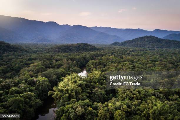 ・ マタ ・ アトランティカ - ブラジルの大西洋岸森林 - マトグロッソドスル州 ストックフォトと画像