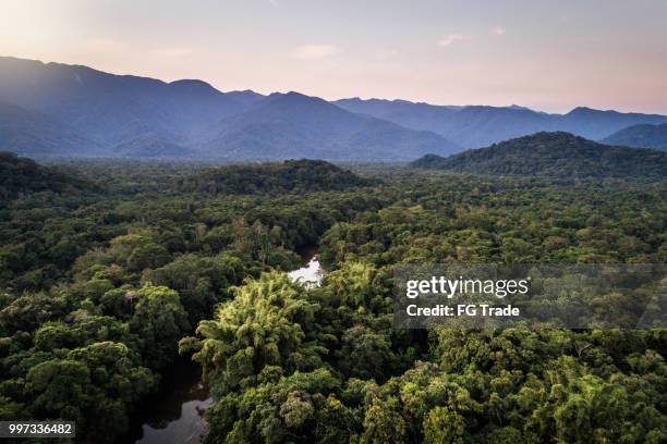 mata atlantica - atlantic forest in brazil - amazon rainforest trees stock pictures, royalty-free photos & images