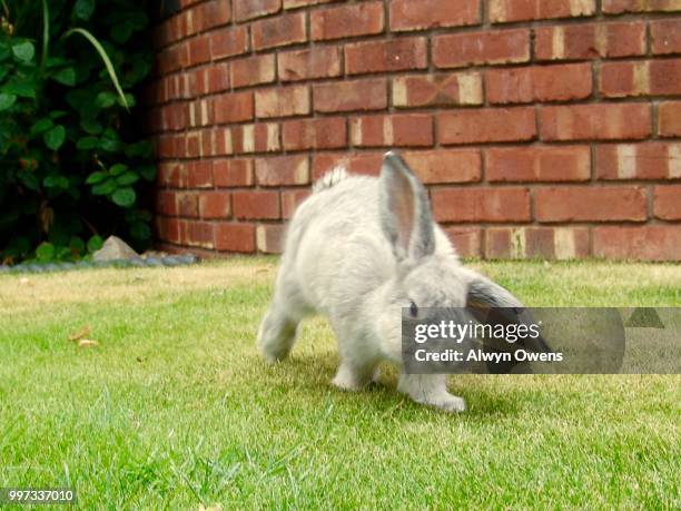 introducing "thumper owens" dwarf lop eared rabbit - thumper stock pictures, royalty-free photos & images