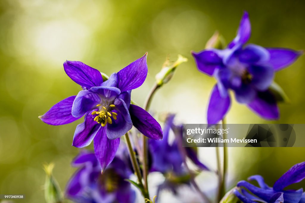 Aquilegia Vulgaris