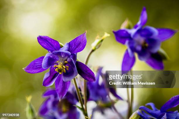 aquilegia vulgaris - william mevissen stock pictures, royalty-free photos & images