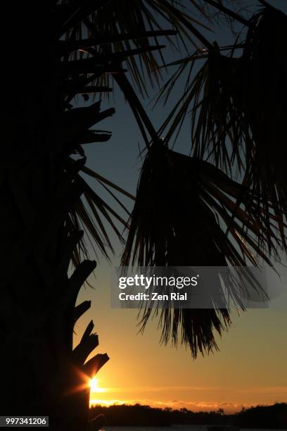 silhouette of sabal palm tree against rising sun, florida, usa - cordyline stockfoto's en -beelden