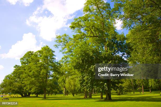 Specimen Tree Photos and Premium High Res Pictures - Getty Images
