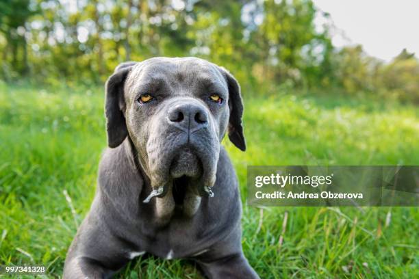 cane corso, italian mastiff dog - cane corso stock pictures, royalty-free photos & images