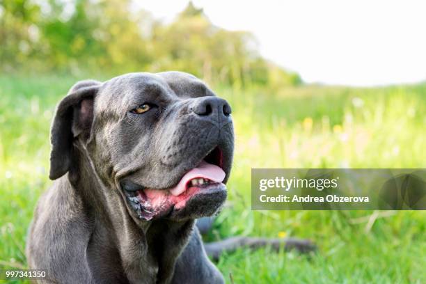 cane corso, italian mastiff dog - cane corso stock pictures, royalty-free photos & images