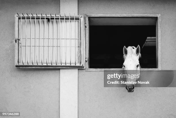 only fools and horses - only fools and horses stock pictures, royalty-free photos & images
