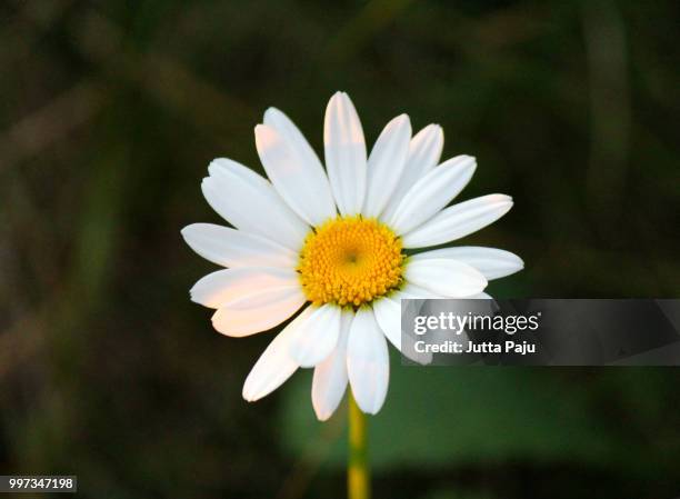 daisy - paju stock pictures, royalty-free photos & images