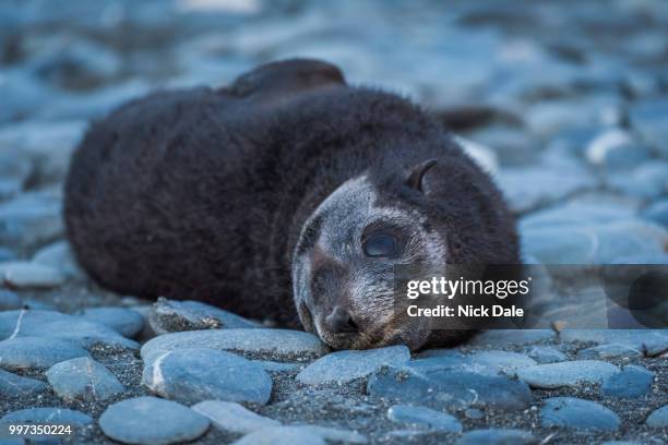 antarctic fur seal pup on shingle beach - south georgia and the south sandwich islands stock pictures, royalty-free photos & images