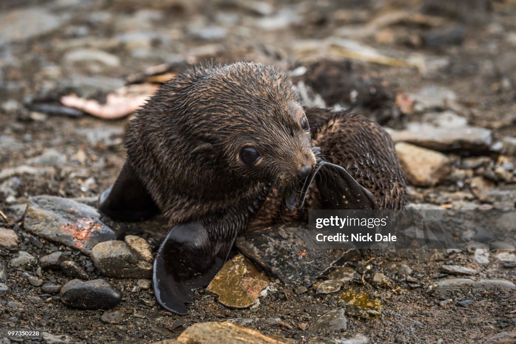 Antarctic fur seal pup scratching with flipper