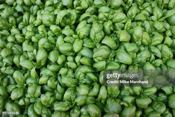 basil - marchando stock pictures, royalty-free photos & images