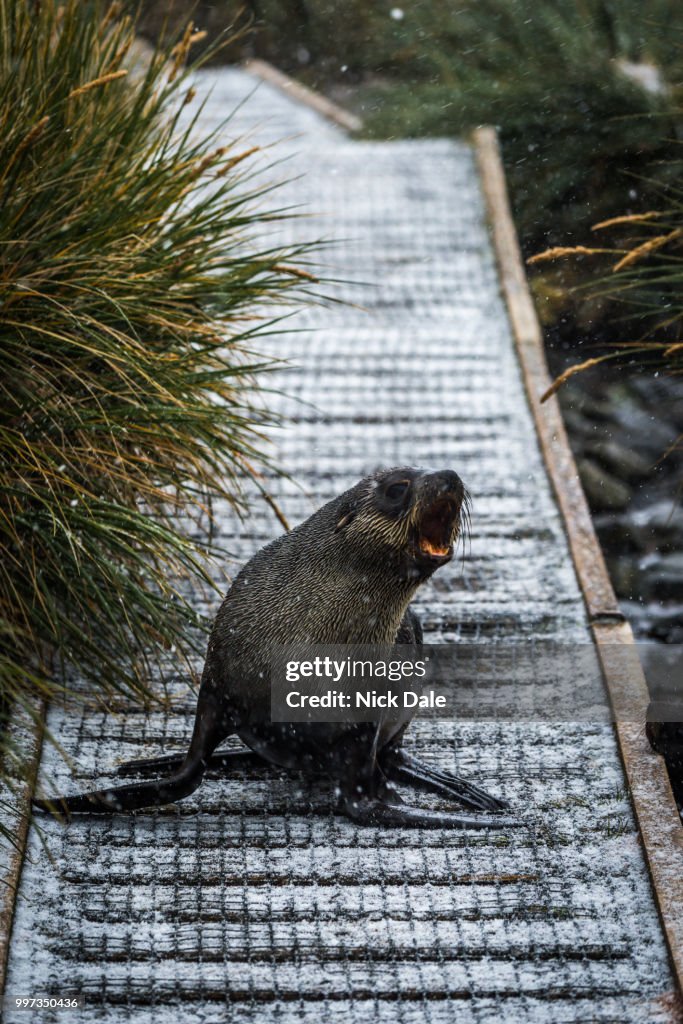 Antarctic fur seal on walkway in snow