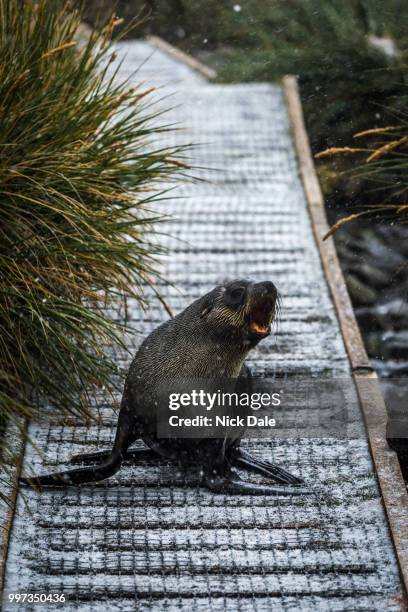 antarctic fur seal on walkway in snow - south georgia and the south sandwich islands stock pictures, royalty-free photos & images