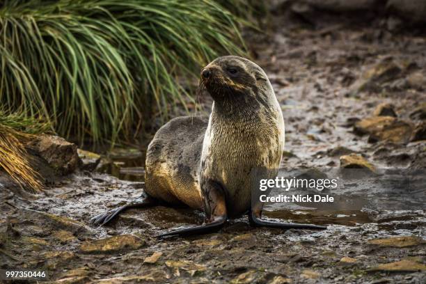 antarctic fur seal on wet rocky riverbed - south georgia and the south sandwich islands stock pictures, royalty-free photos & images