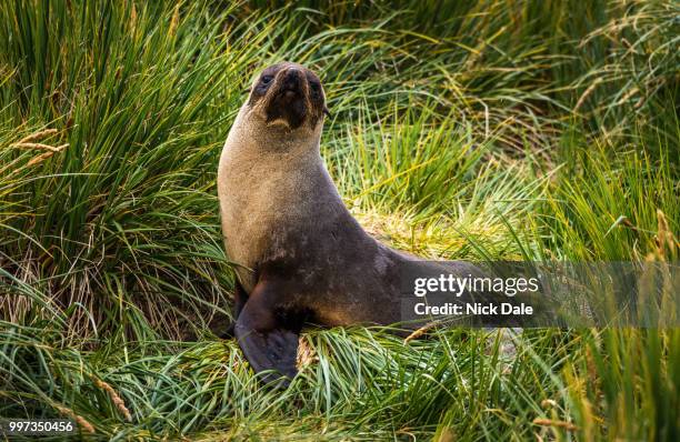 antarctic fur seal posing in tussock grass - south georgia and the south sandwich islands stock pictures, royalty-free photos & images