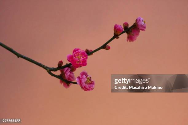 pink japanese plum blossoms - prunus mume fotografías e imágenes de stock