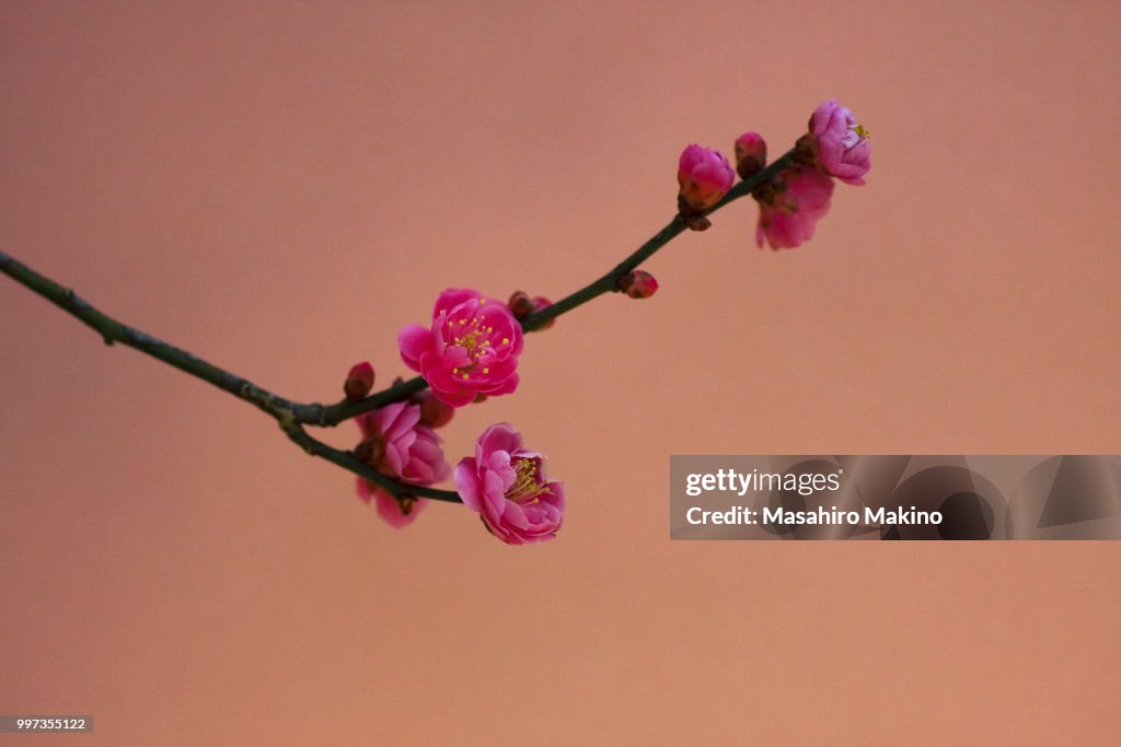 Pink Japanese Plum Blossoms