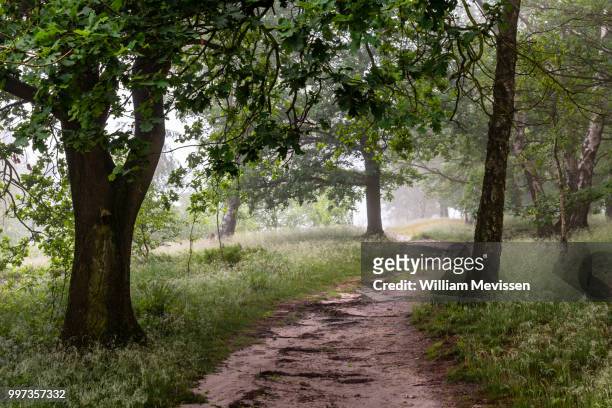 curvy path into the fog - william mevissen stock pictures, royalty-free photos & images