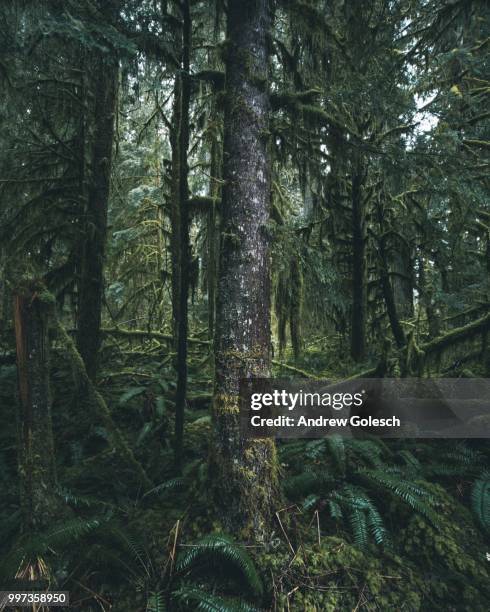 details  of the dense growth in the north cascades - the details imagens e fotografias de stock