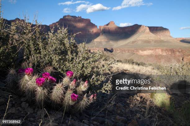grand canyon - christina felschen stock pictures, royalty-free photos & images