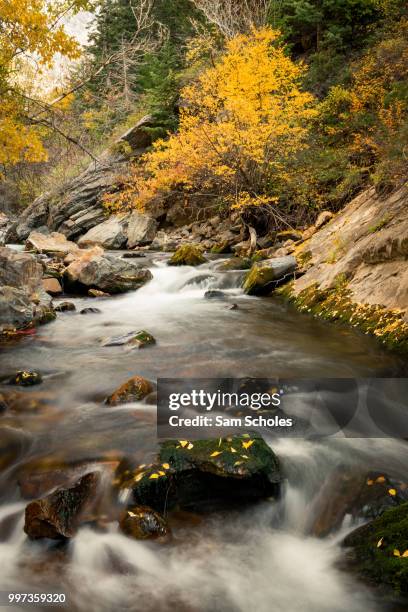 upstream in big cottonwood canyon - cottonwood imagens e fotografias de stock