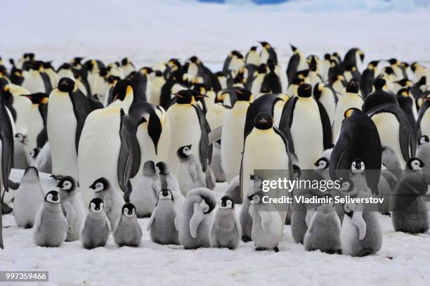 emperor penguins with chick - viveiro de gralhas - fotografias e filmes do acervo