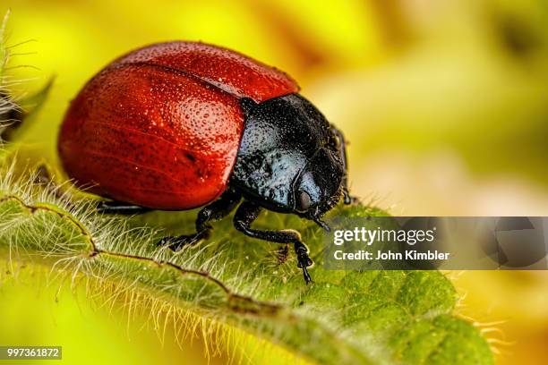 beetle on a leaf - leaf beetle stock pictures, royalty-free photos & images