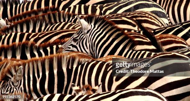 zebra code - theodore stock pictures, royalty-free photos & images