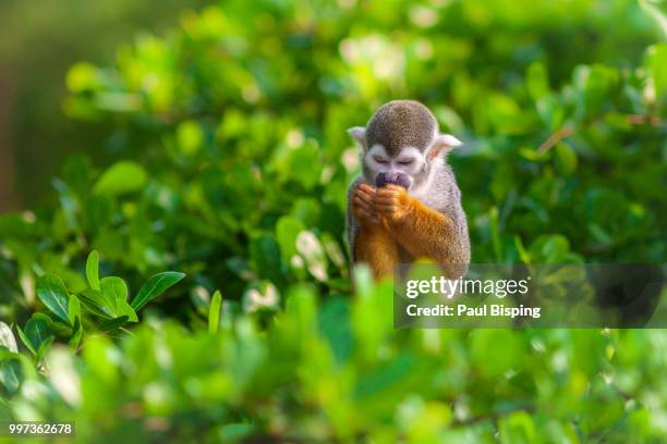 sitting in the treetop - bisping stock pictures, royalty-free photos & images