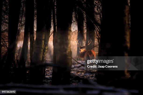 hunger - oostvaardersplassen stockfoto's en -beelden