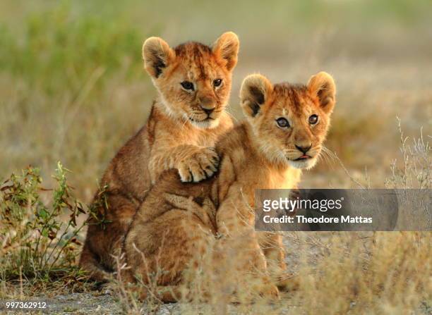 royal buddies - theodore stock pictures, royalty-free photos & images