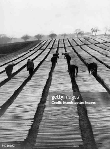 Men working at the Forestry Commission's nurseries covering the young seedlings of trees as a protection against frost. Photograph. Great Britain....