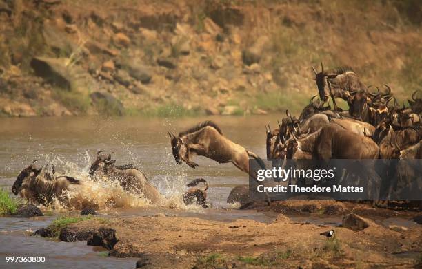 the crossing - theodore stock pictures, royalty-free photos & images