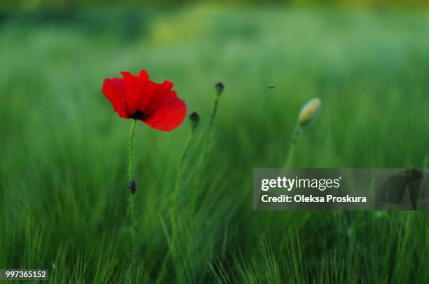 Skvyra Photos and Premium High Res Pictures Getty Images