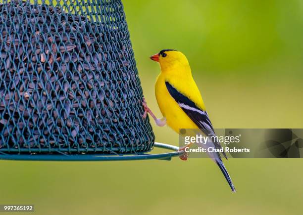 goldfinch perch - yellow perch - fotografias e filmes do acervo