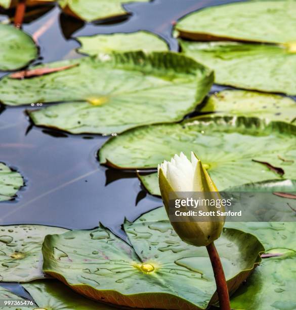 water lily at home 3 - sanford stock pictures, royalty-free photos & images